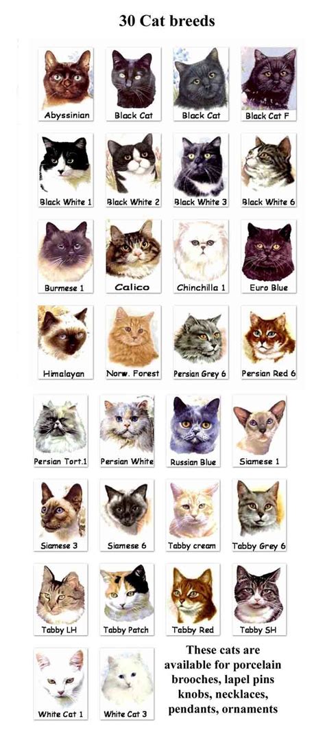 Breeds of Cats | Types of cats | Cats Wallpapers | #10 - #Differentcats ...