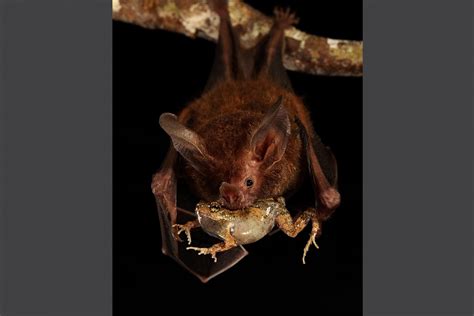 Hearing test for tropical bats | Smithsonian Tropical Research Institute