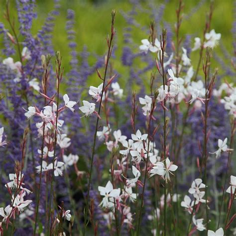 Gaura Companion Plants - Plant Corz