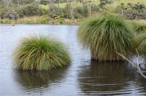 Carex - O2 Landscapes