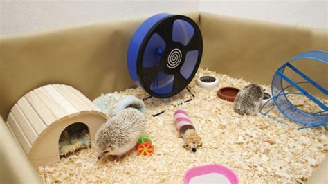 What Size Cage Does a Hedgehog Need? - Fur, Wings, & Scaly Things