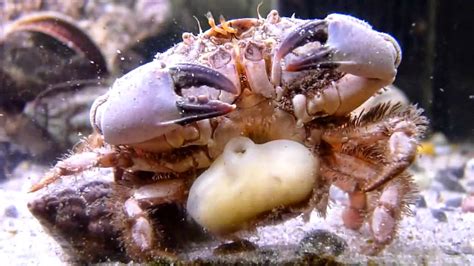 Zombie Crabs caused by Parasite | Fun Animals Wiki, Videos, Pictures ...