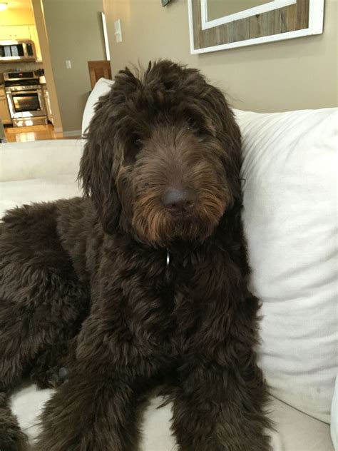 Wrigley- the chocolate Goldendoodle! | Labradoodle dogs, Dogs, Cute dogs