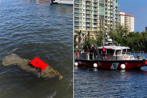 Rescue team saves manatee tangled in life vest