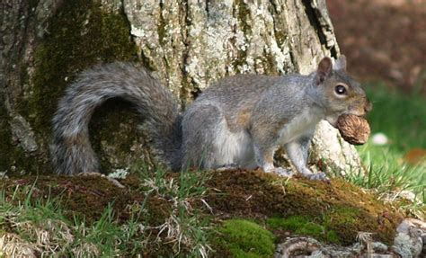 ADW: Sciurus carolinensis: PICTURES