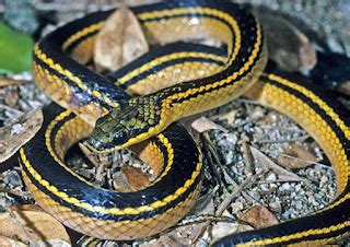 The Herpetology of Trinidad and Tobago: Shaw's Black-backed Snake ...