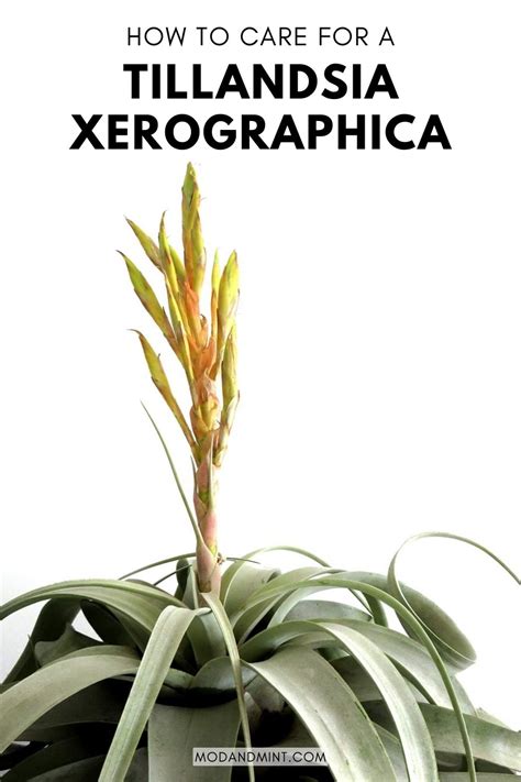 Tillandsia Xerographica Care - How to Grow the Large Air Plant