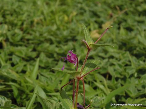 Kas Pathar - Flowers valley in Maharashtra - Rakmoddin's Travel Blog