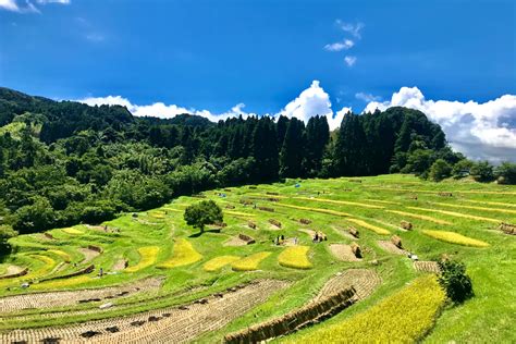 Oyama Senmaida | Terraced Rice Paddies Near Tokyo