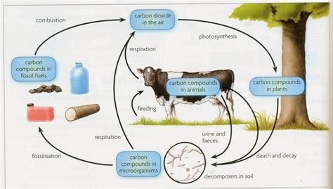 Carbon & water cycles - Biology Notes for IGCSE 2014