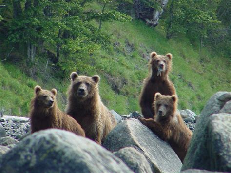 Kodiak Bear Growth - Robin Barefield