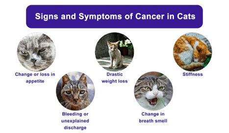 Cancer in Cats – Everything You Need To Know – Agora Pets