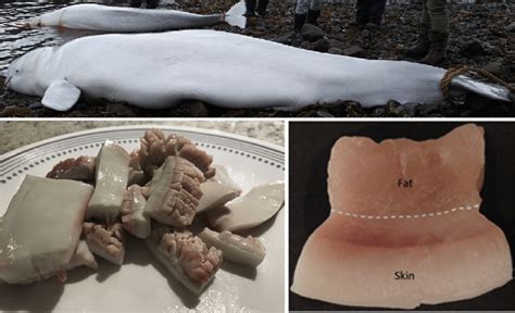 Beluga mattaaq e an Inuit delicacy consisting of the skin with the ...