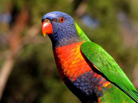 Australian Parrots | Australian Wildlife Journeys