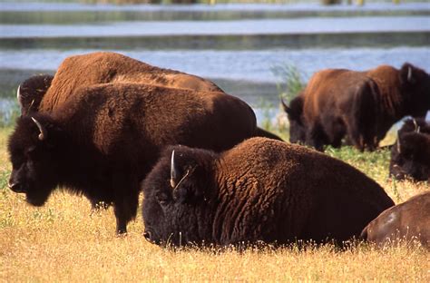 Bison | The Encyclopedia of Oklahoma History and Culture