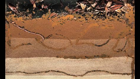 B is for Bioturbation | The Big Raise