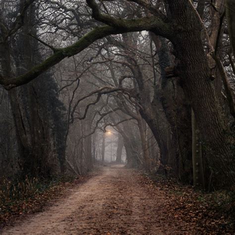 Winter Forest, The Netherlands