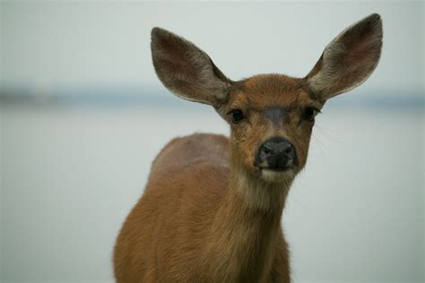 Free Images : nature, snow, winter, animal, cute, wildlife, wild, fur, portrait, young, brown ...