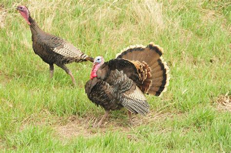 Double Gobble: The tale of Montana's two types of turkeys | Natural Resources News Feed ...