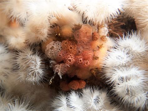 Tunicates – Your Distant Cousins? | The Marine Detective