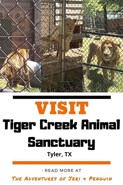 Tiger Sanctuary in Texas | Worth the Visit