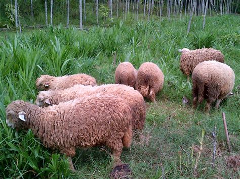 Peternak Domba Merino Yogyakarta - Jual Domba Merino Jogja - Peternakan ...