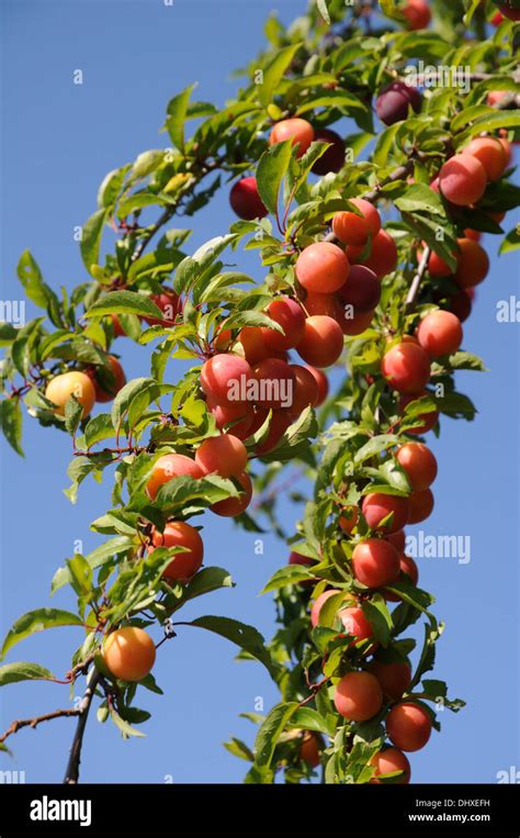 Wild cherry plums hi-res stock photography and images - Alamy