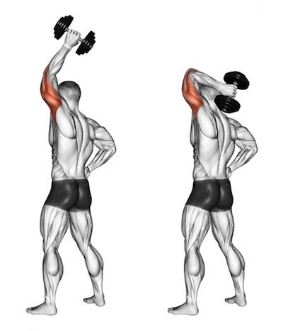 Exercise Database (Triceps8) - Standing One Arm Overhead Dumbbell Triceps Extensions — Jase ...