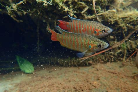 Poisson-paradis - Macropodus opercularis • Fiche Poisson