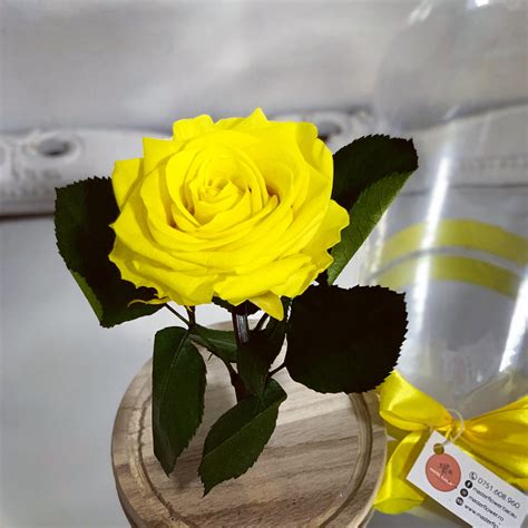 Trandafir criogenat galben - Light Yellow | Floraria Master Flower Bacau