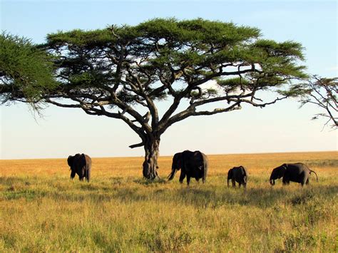 Elephants - Serengeti National Park safari - Tanzania, Afr… | Flickr