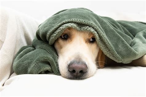 How to Reduce Fever in Dogs | LakeCross Veterinary Hospital