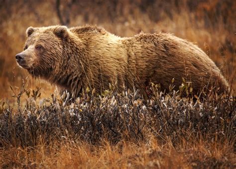 Grizzly Bear Free Stock Photo - Public Domain Pictures