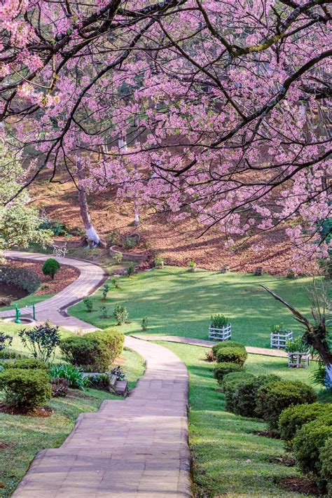 Shillong Cherry Blossom Festival 2024 - Berta Celinka