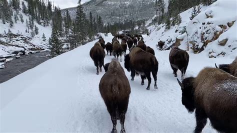 Herding buffalo at Yellowstone - 3 of 3 - YouTube