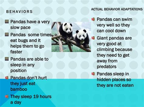 Giant Panda Bear Adaptations | Bruin Blog