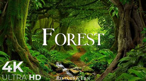 Forest 4K • Nature Relaxation Film • Peaceful Relaxing Music • 4k Video UltraHD - YouTube