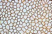 Cork Cell Under Microscope