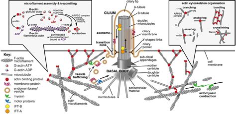 Microfilaments Diagram