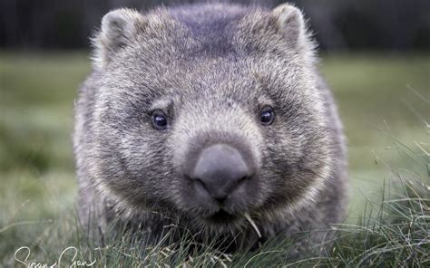 Australian Mammals - Australia Bucket List