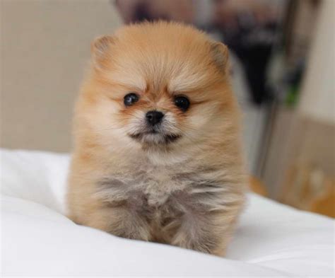 Brown Pomeranian Puppies For Sale | PETSIDI