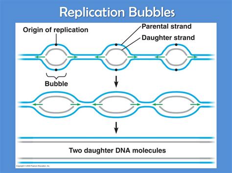 What Is The Replication Bubble