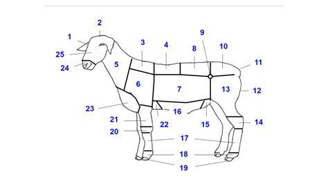 Small Ruminant Anatomy - Lab practical 2 Diagram | Quizlet