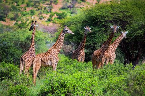 Three giraffes on savanna | High-Quality Animal Stock Photos ~ Creative Market