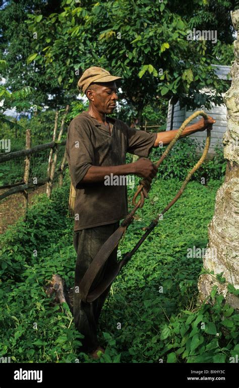 Bubi man preparing arch to climb palm to pick fruit for oil production ...