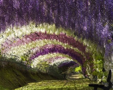 Wisteria Tunnel,Kitakyushu, Japan ~ Must See how To?