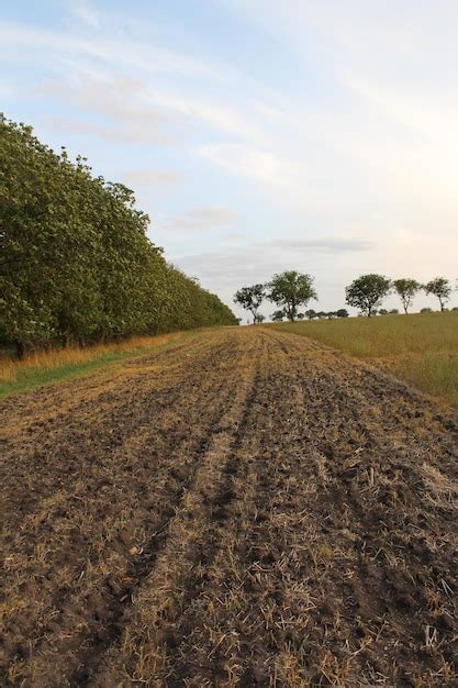 Premium Photo | A dirt field with trees in the background