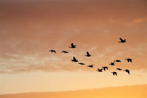 Birds in Sunset Sky stock photo. Image of sunset, distance - 16511564