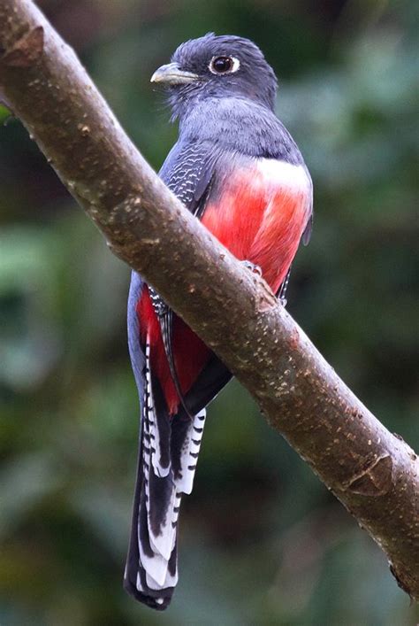 Female Blue-crowned Trogon (Trogon curucui) | Beautiful birds, Colorful ...