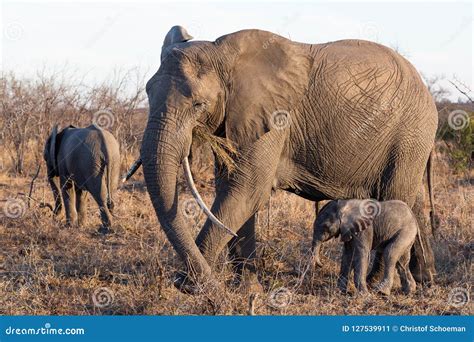 Elephant with her calf stock image. Image of captured - 127539911